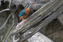 Eisvogel Weiblich