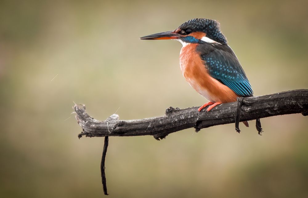 "EISVOGEL" -weiblich