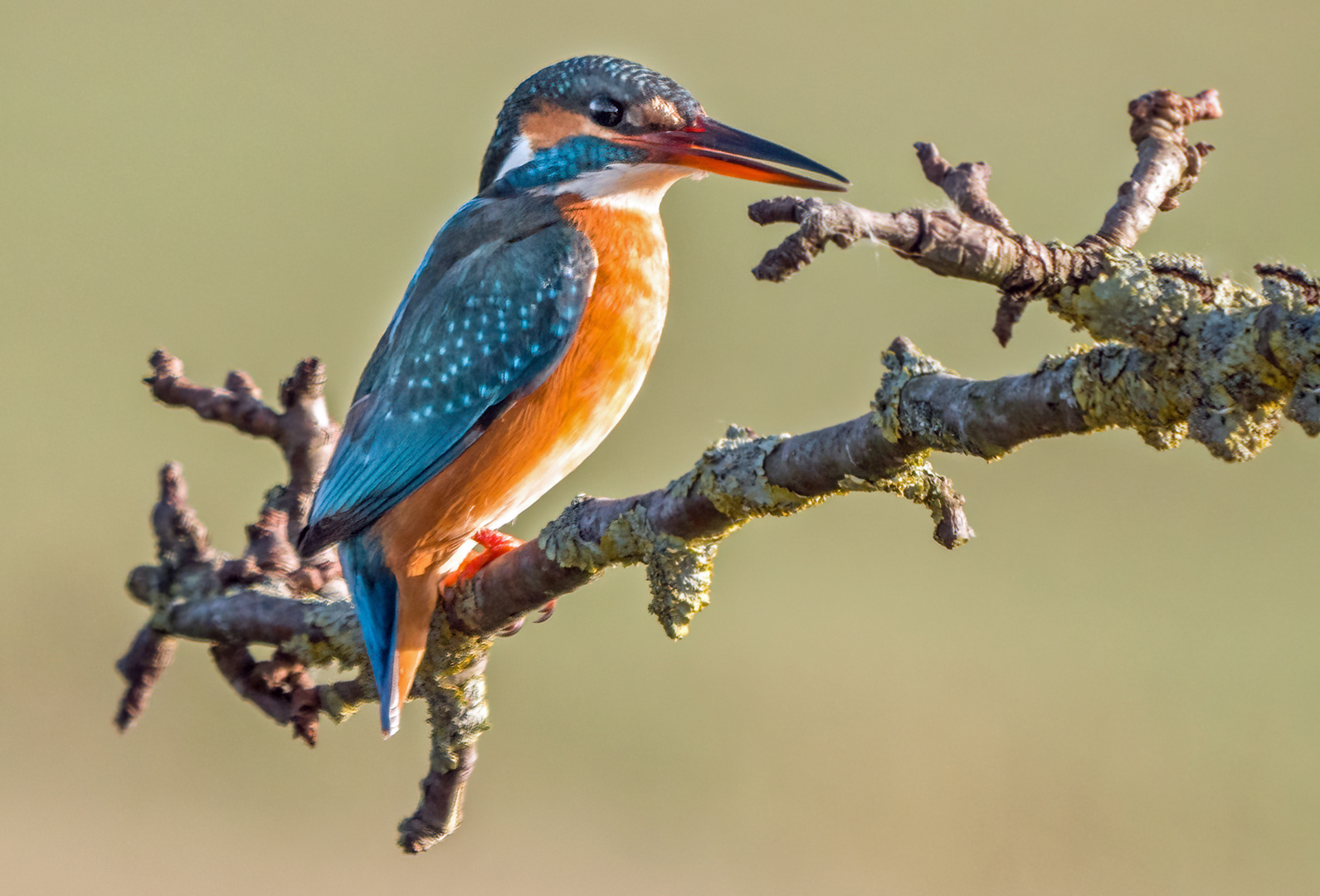 EISVOGEL, weiblich