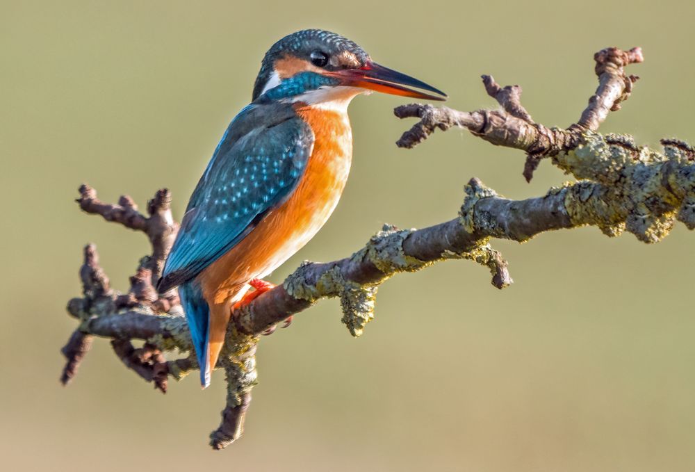 EISVOGEL, weiblich