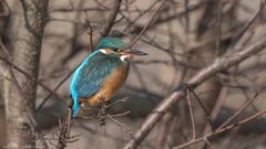 Eisvogel (weiblich)