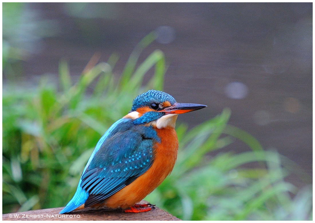 --- Eisvogel , weiblich ---