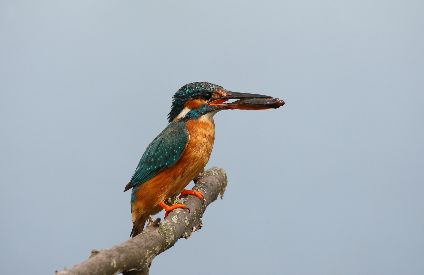 Eisvogel (weiblich)