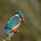 --- Eisvogel weiblich ---  ( Alcedo atthis )