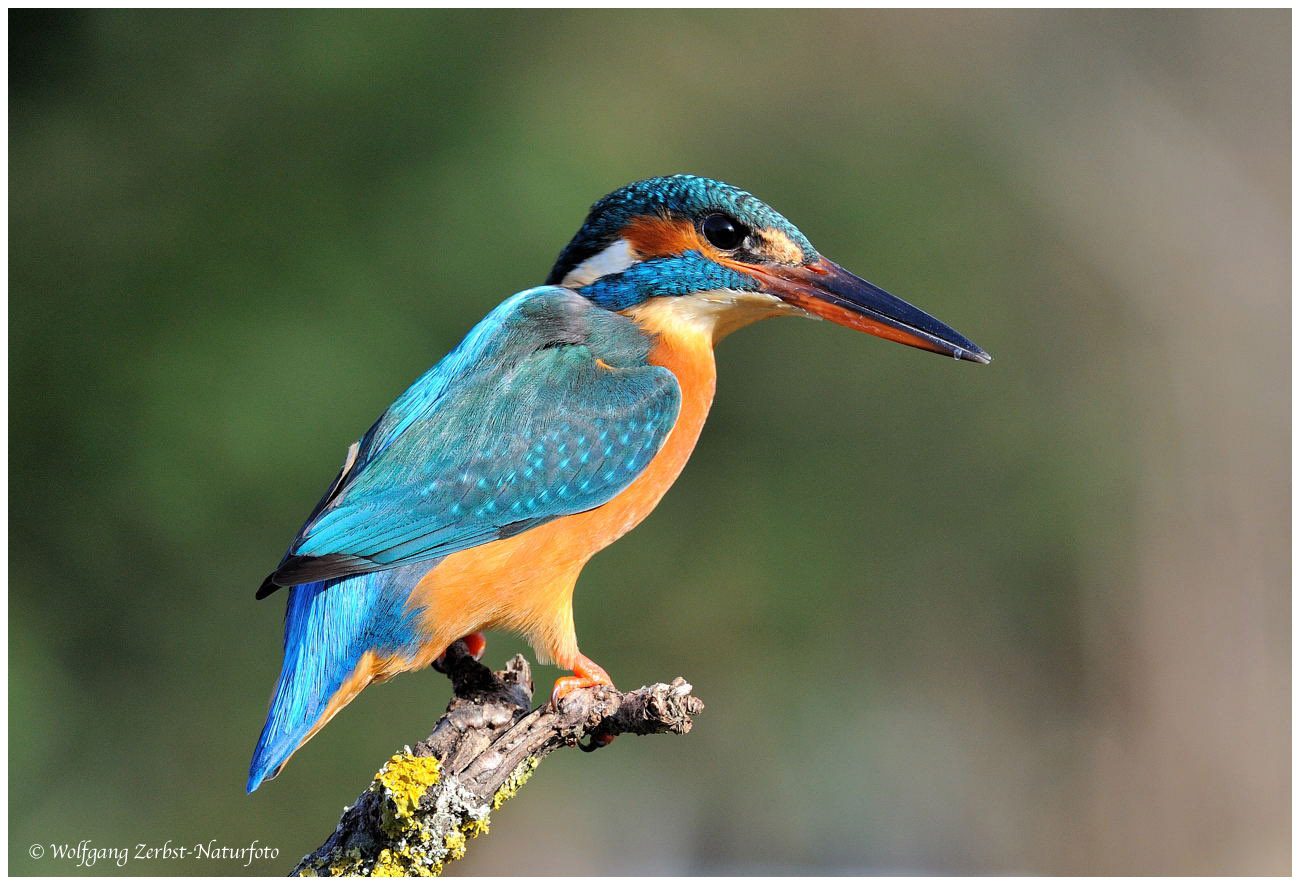 --- Eisvogel , weiblich--- ( Alcedo atthis )