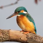 Eisvogel Weiblich