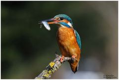 --- Eisvogel weiblich Nr. 1 --- ( Alcedo atthis )