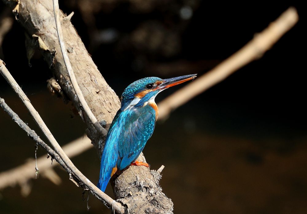 Eisvogel Weibschen