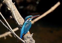 Eisvogel Weibschen