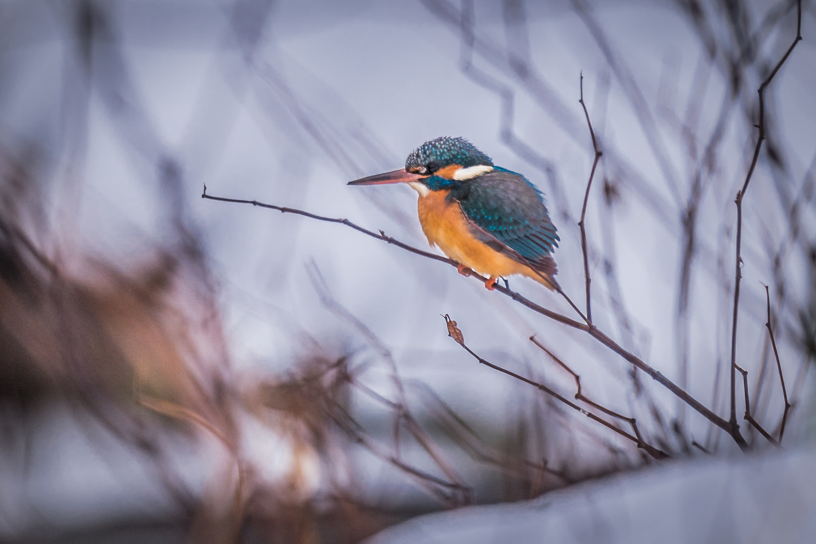 Eisvogel welch buntes Farbenspiel....