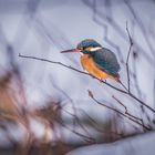 Eisvogel welch buntes Farbenspiel....