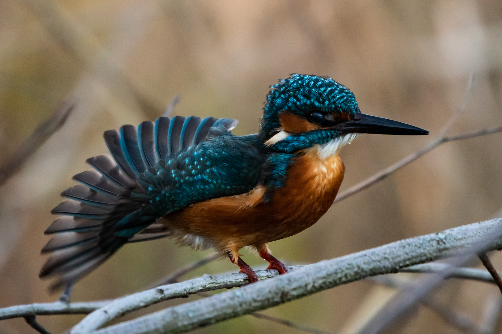 Eisvogel wie ein Pfau