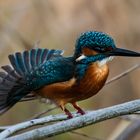 Eisvogel wie ein Pfau