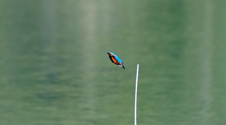 Eisvogel wie ein Pfeil