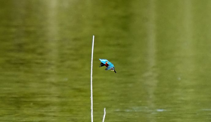 Eisvogel wie ein Pfeil