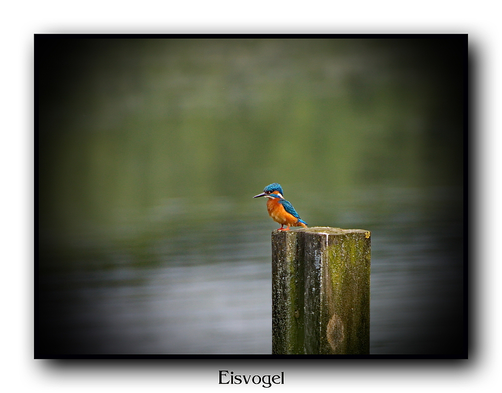 Eisvogel will Beute machen