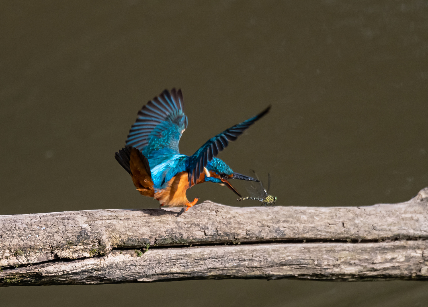 Eisvogel will Libelle fangen ...