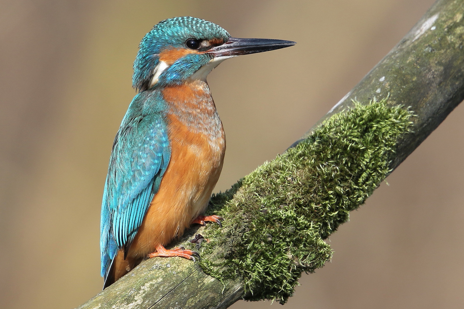 Eisvogel wird aktiv