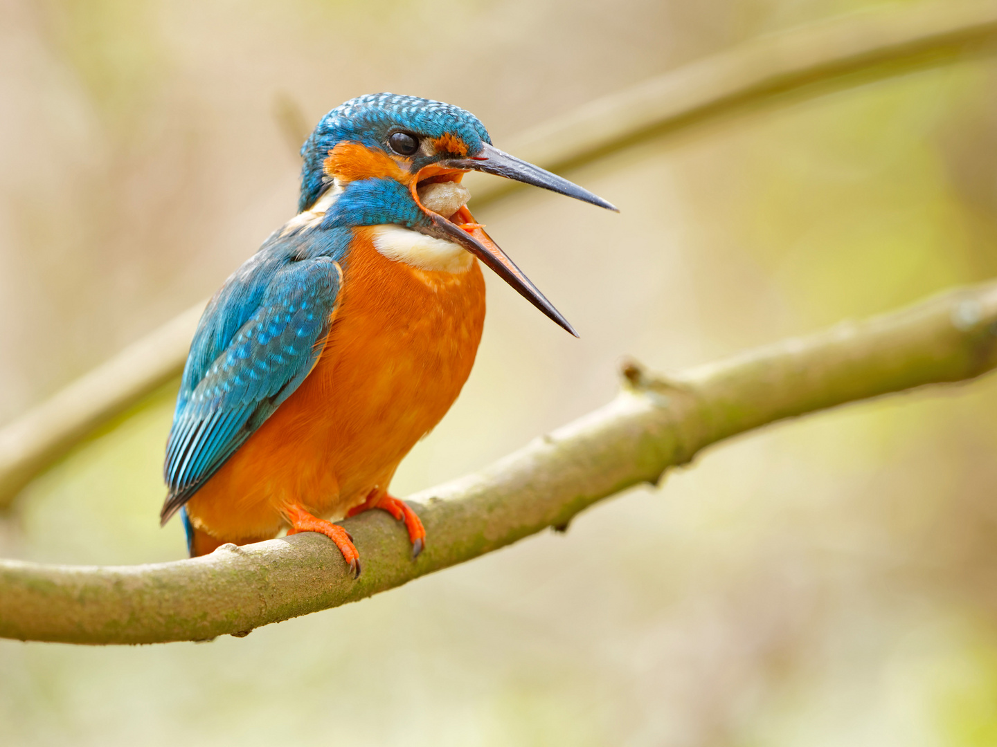 Eisvogel würgt das Gewölke aus. 