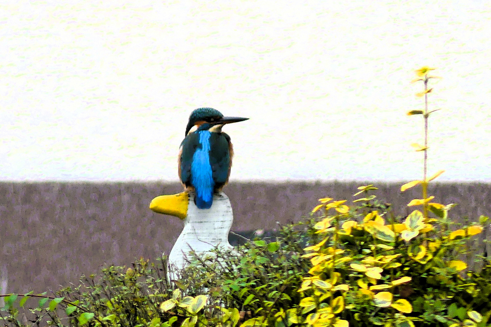 Eisvogel zu Besuch