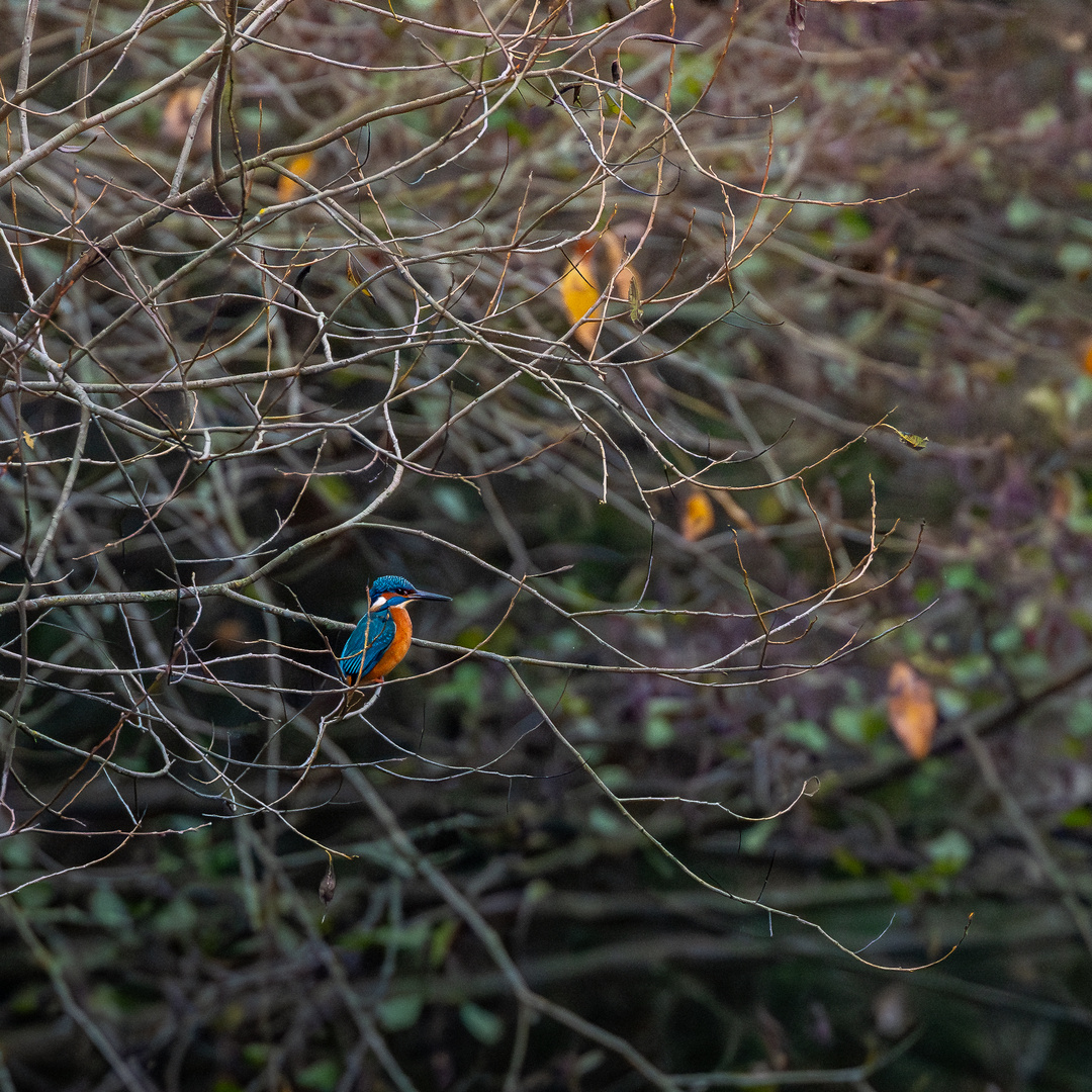 Eisvogel Zufalls Sichtung 