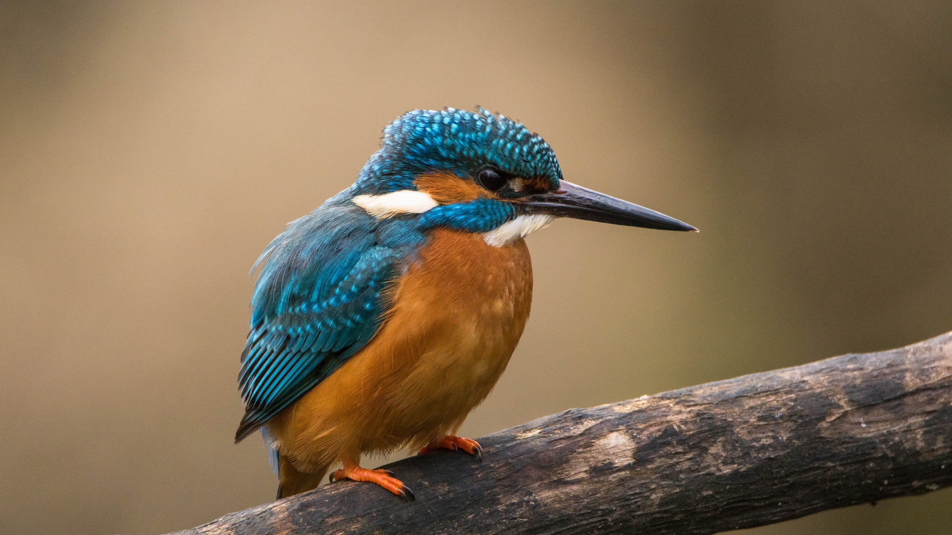 Eisvogel zum greifen nah