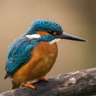 Eisvogel zum greifen nah