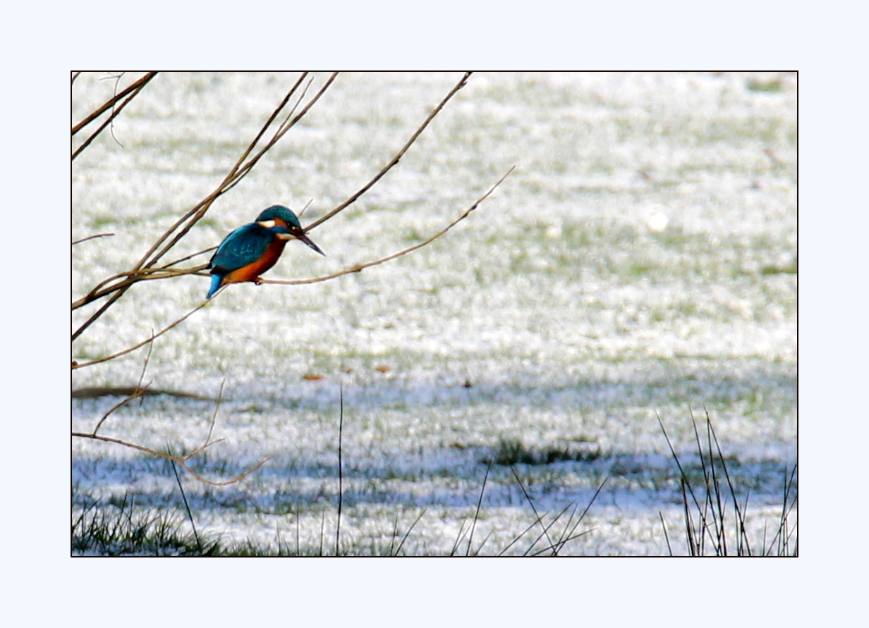 Eisvogel, zweiter Versuch