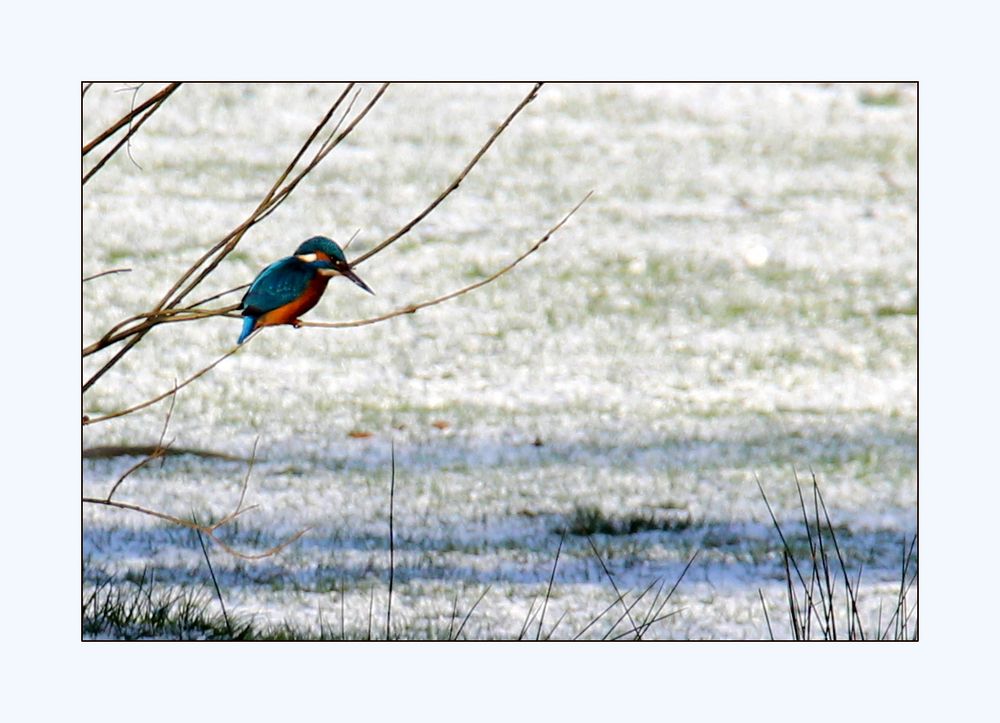 Eisvogel, zweiter Versuch