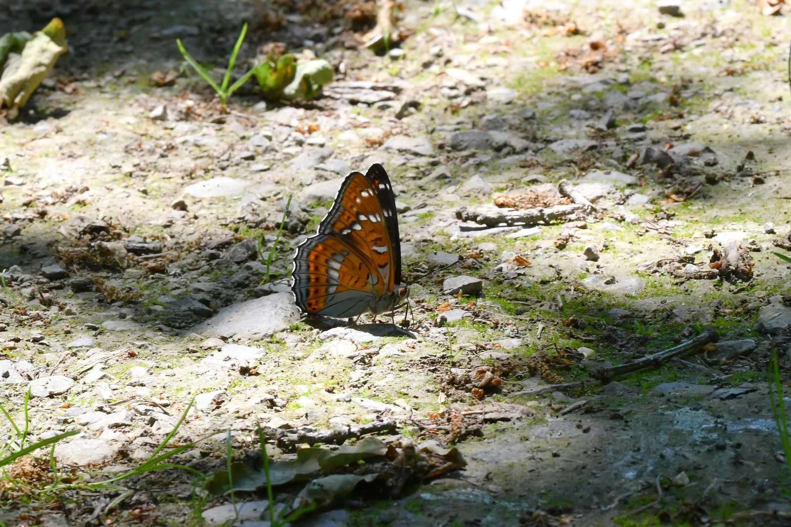 Eisvogel zwischen Licht und Schatten