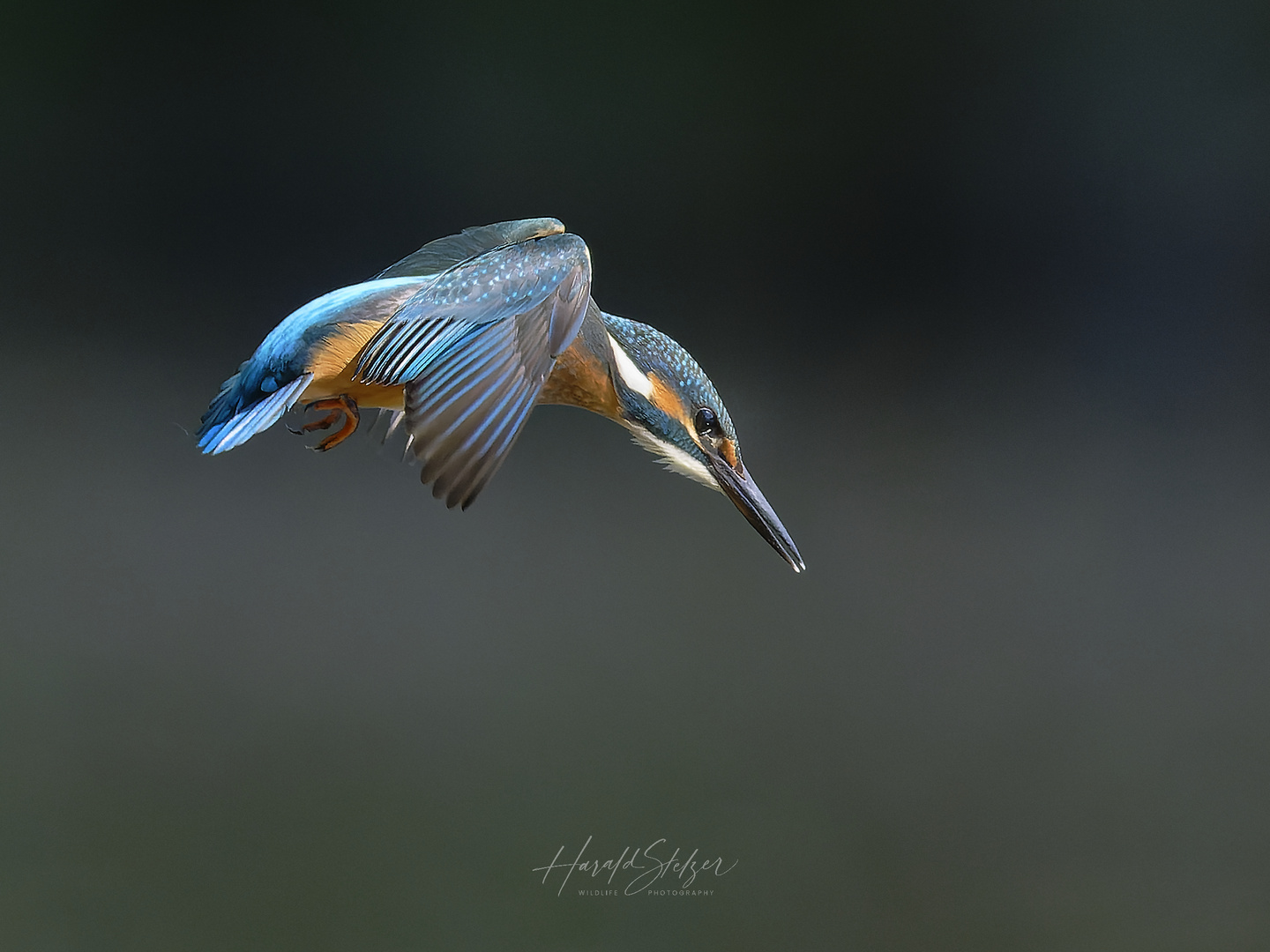  Eisvogel zwischen Licht und Schatten