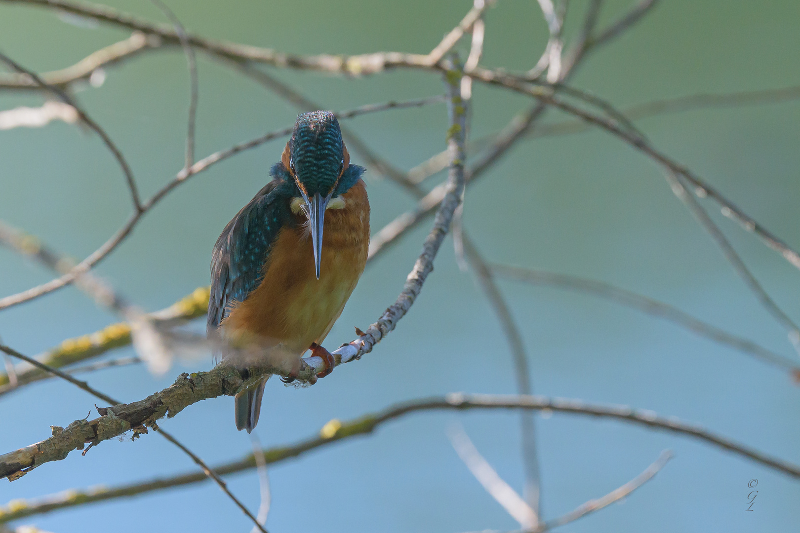 Eisvogel_07.09.2020_b