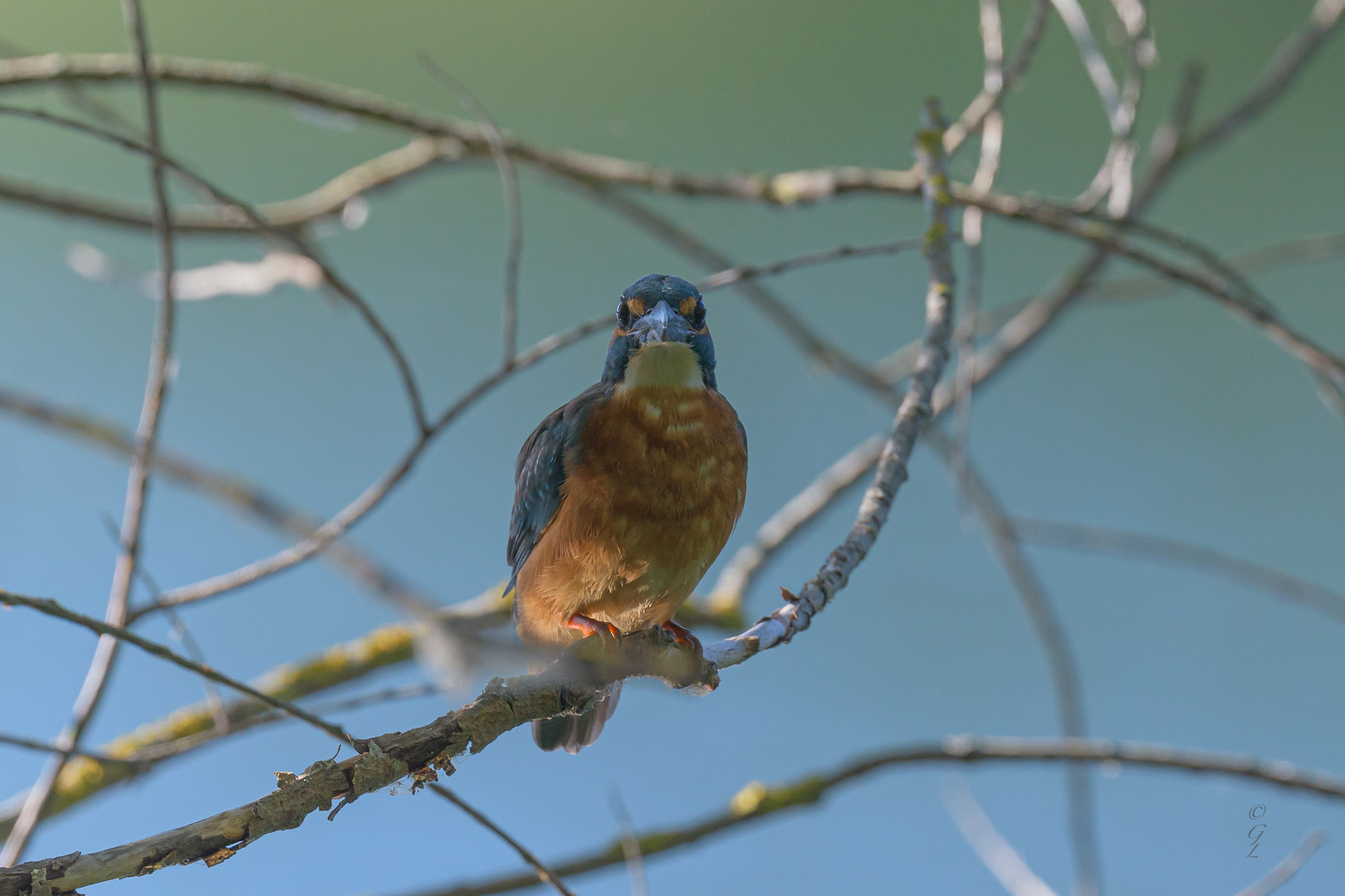 Eisvogel_07.09.2020_c