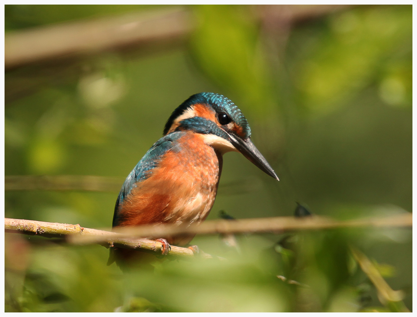 Eisvogel1