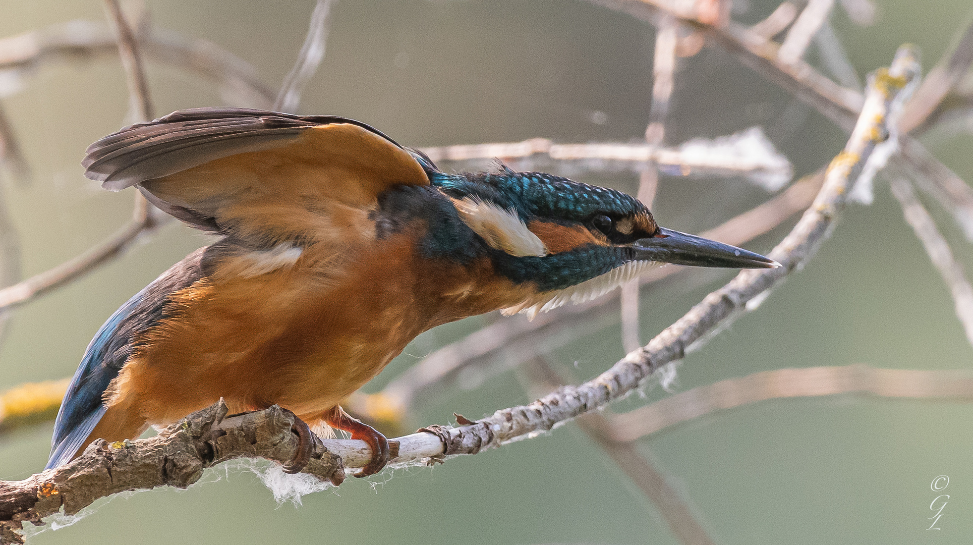 Eisvogel_10.08.2020