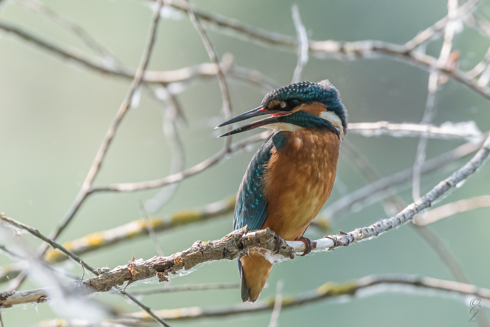 Eisvogel_10.08.2020