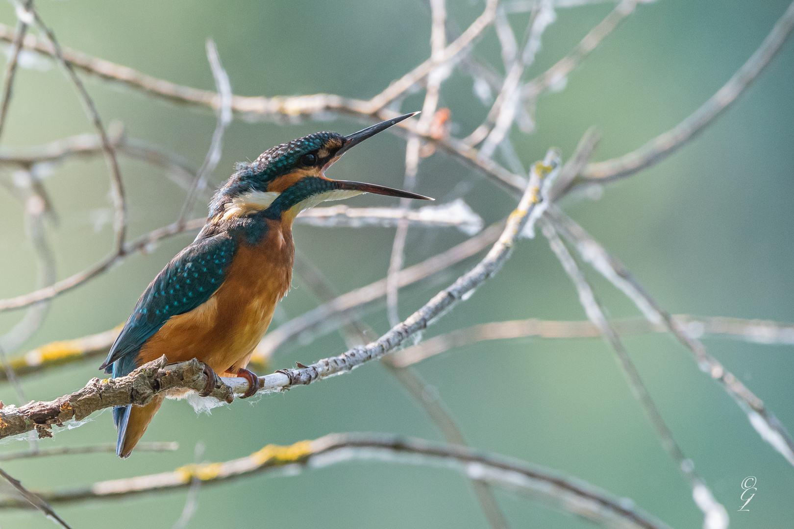 Eisvogel_10.08.2020