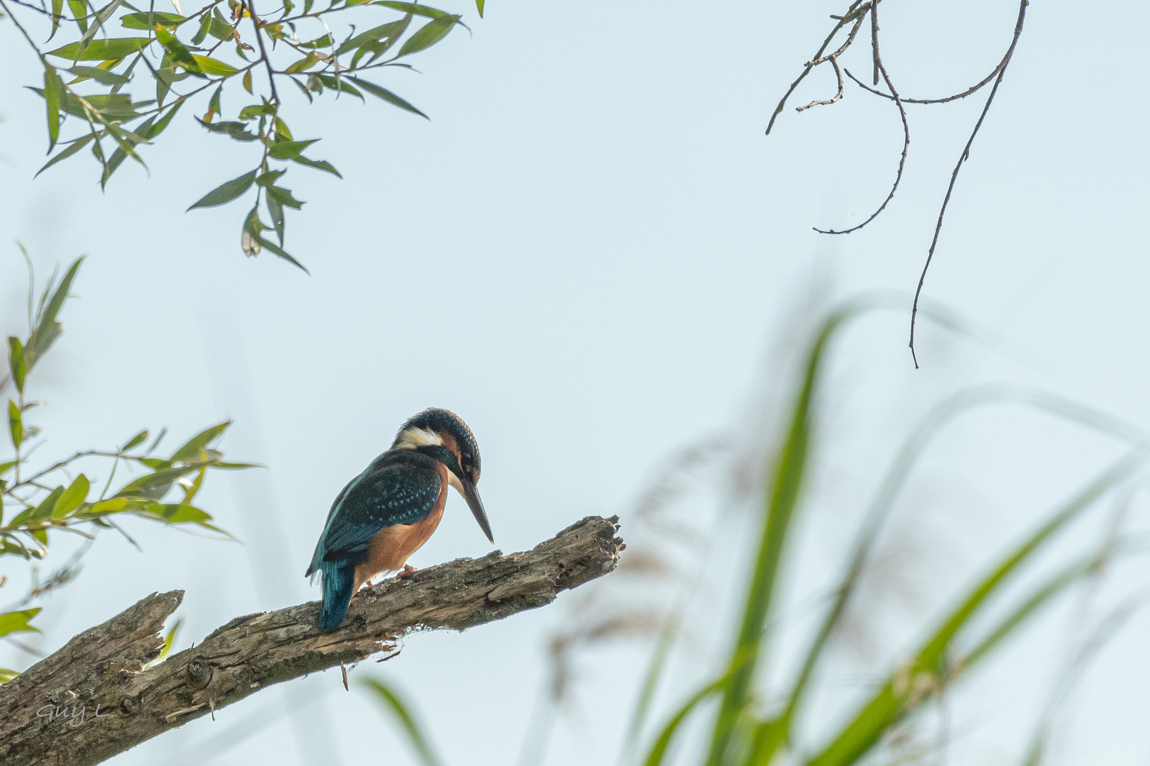 Eisvogel_12.06.2020