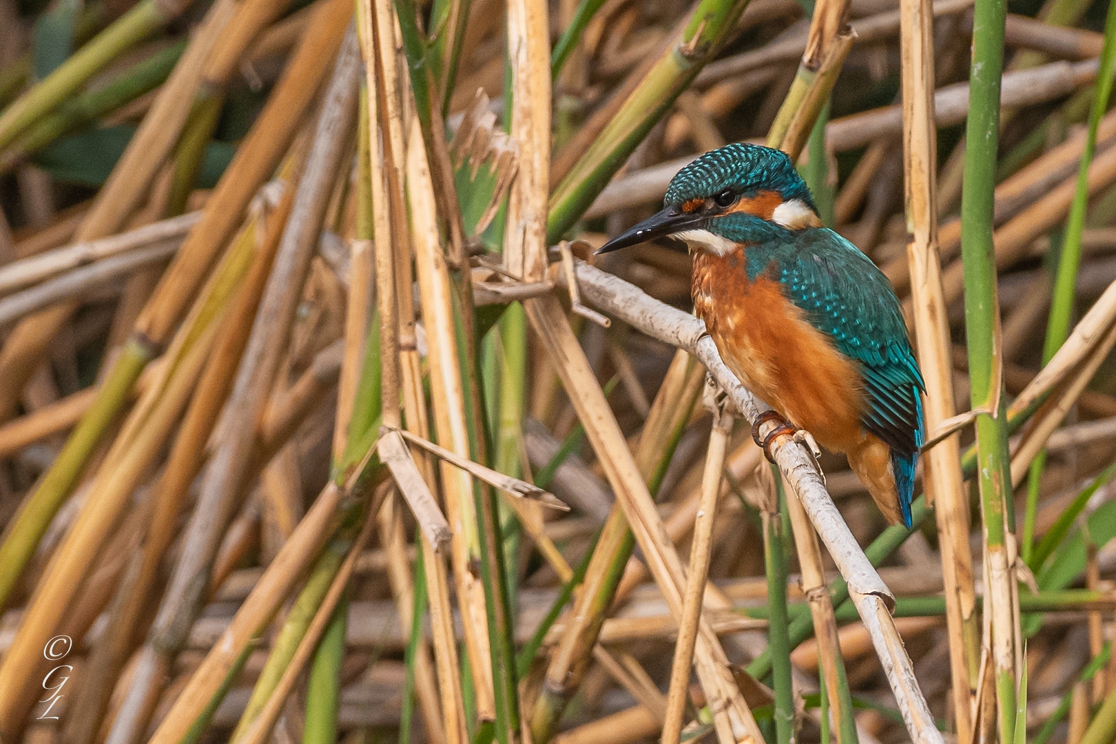 Eisvogel_13.08.2020