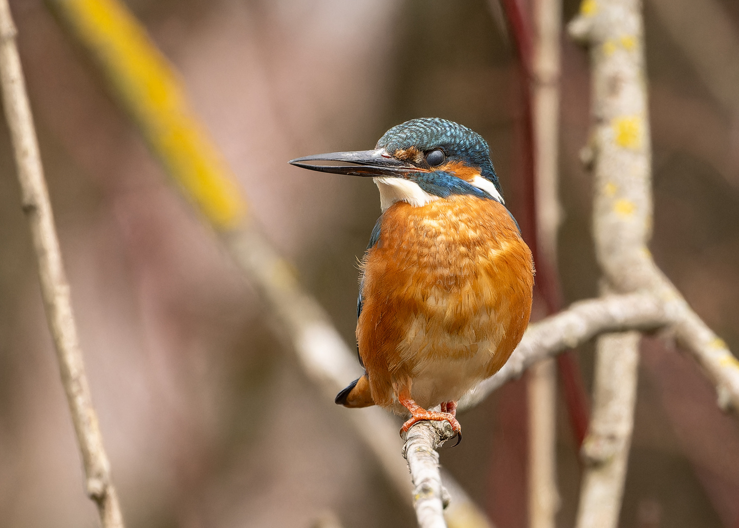 Eisvogelabschlussbild