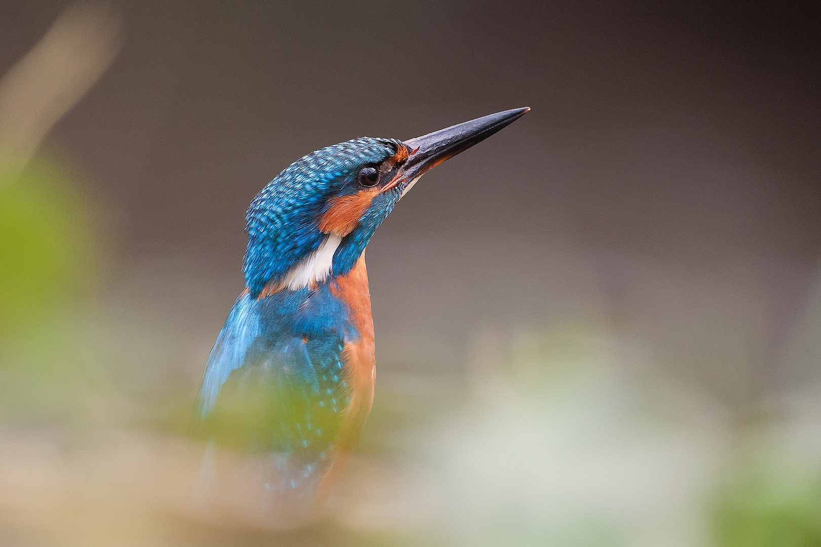 Eisvogel_am_Ufer