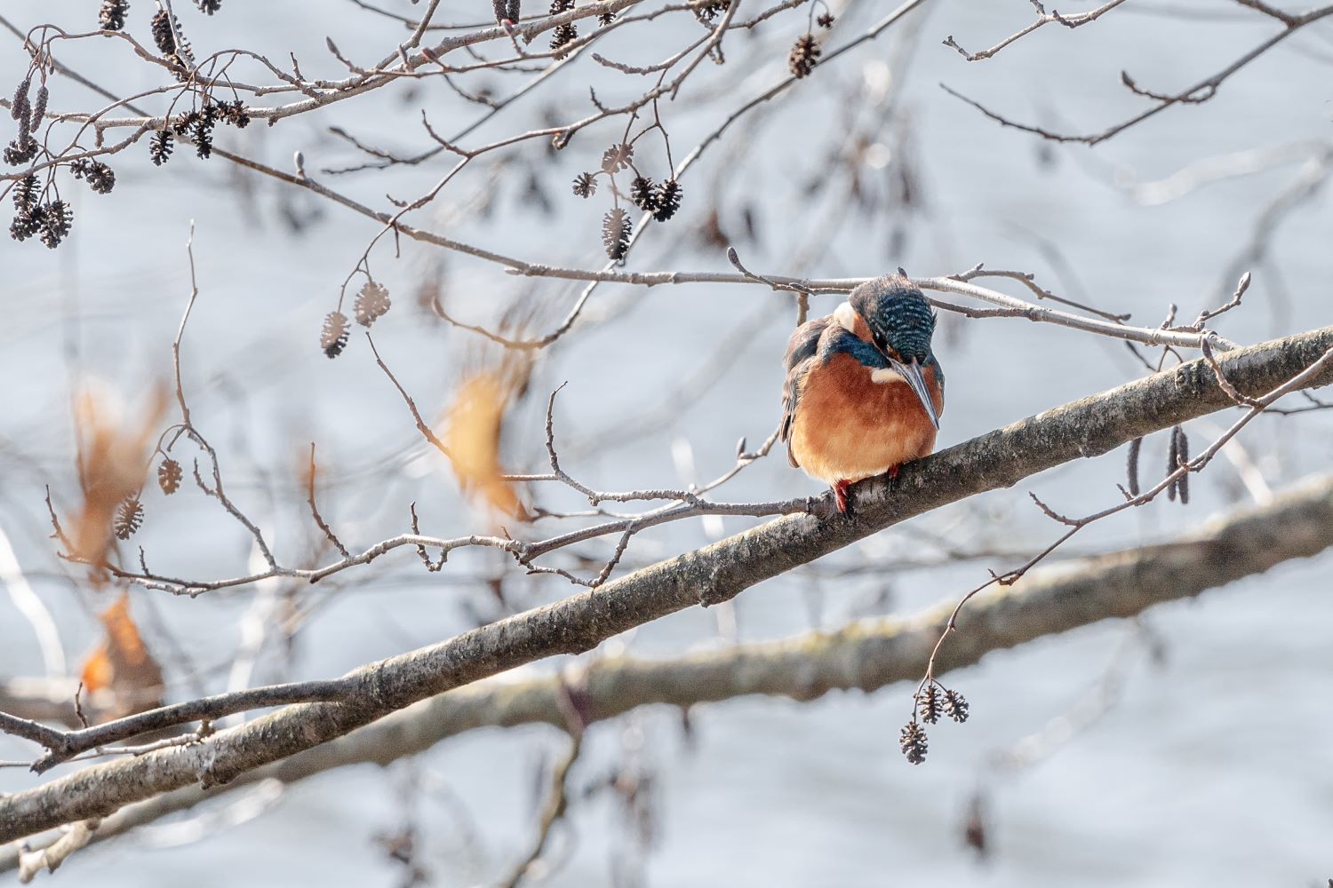 Eisvogelansitz