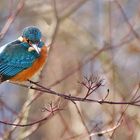 Eisvogelansitz im Sonnenlicht