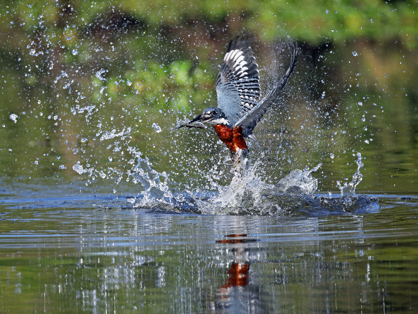 Eisvogel_beim_Fischen