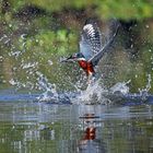 Eisvogel_beim_Fischen