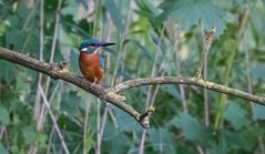 Eisvogelbesuch bei der Rehlauer