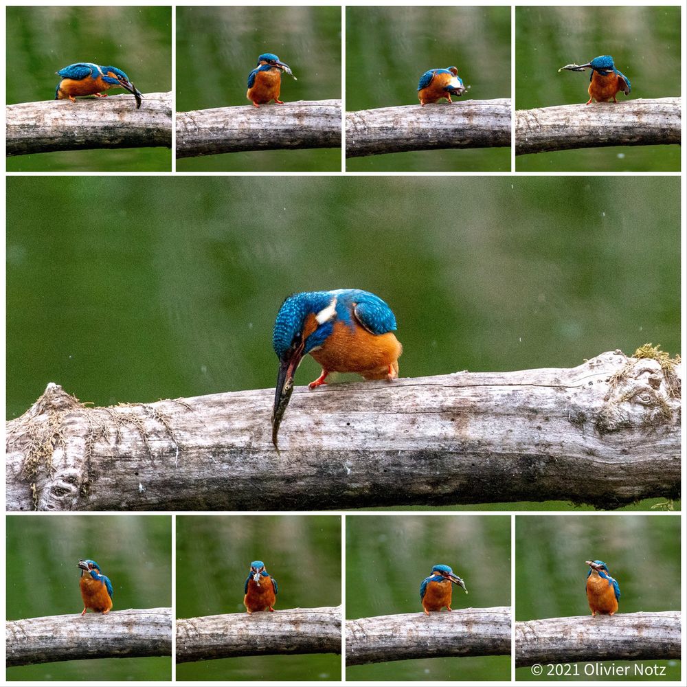 Eisvogel_Collage