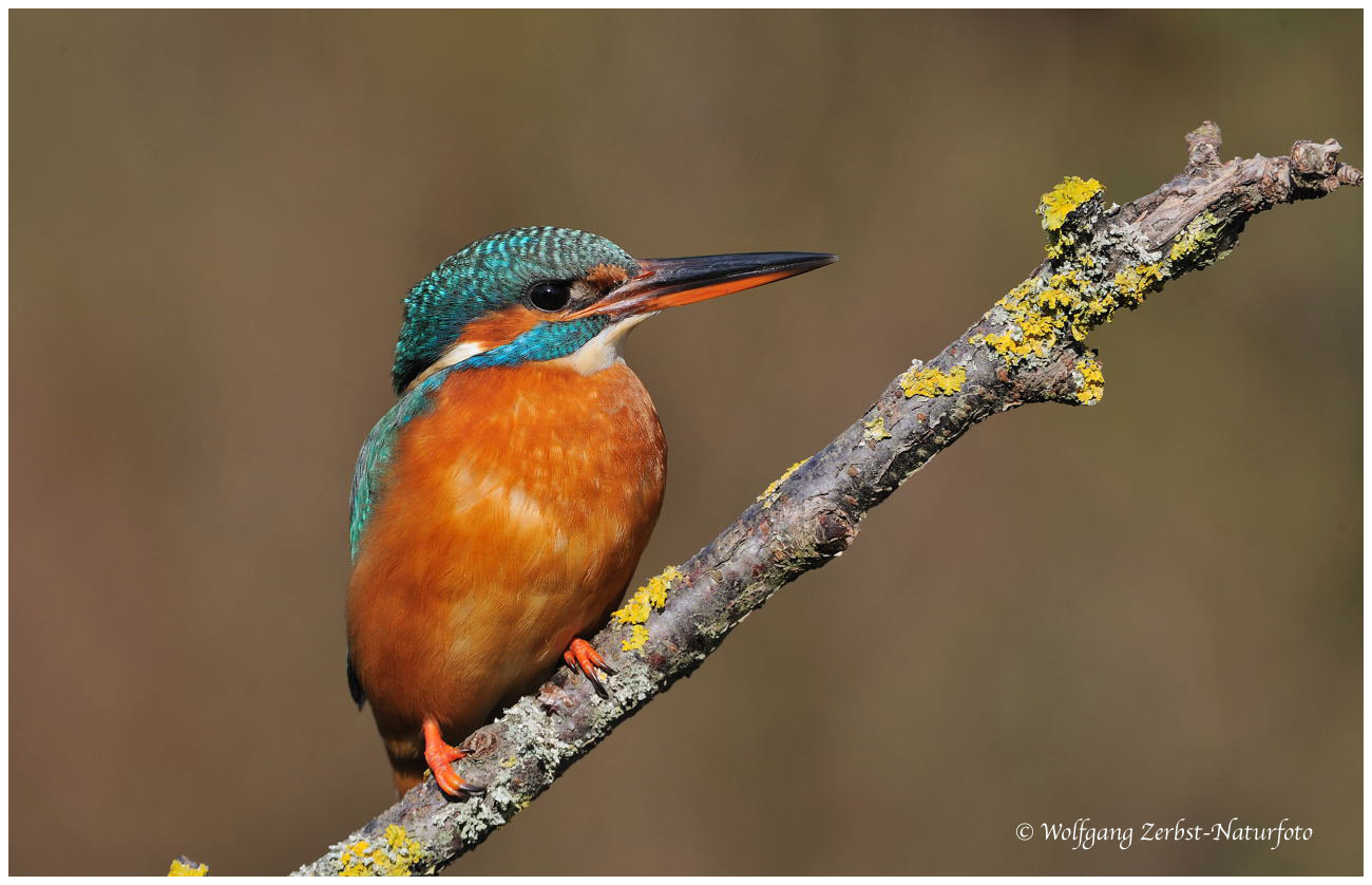 --- Eisvogeldame --- (Alcedo atthis)