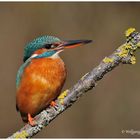 --- Eisvogeldame --- (Alcedo atthis)