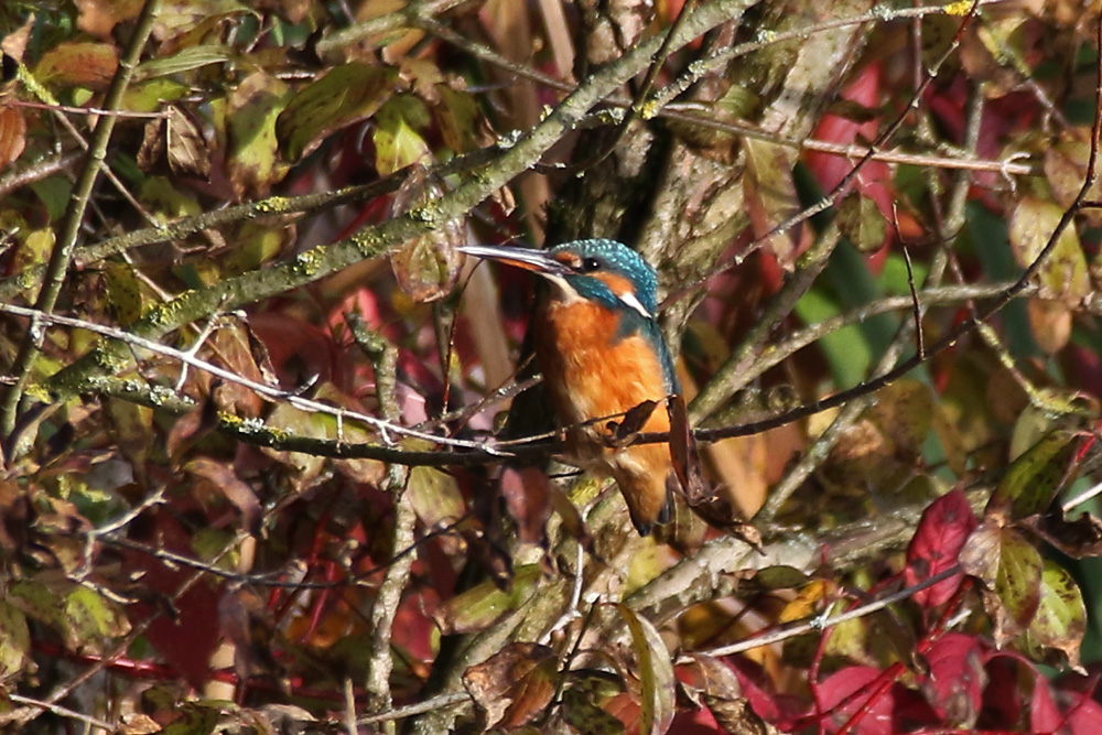 Eisvogeldame an einem sonnigen Herbsttag